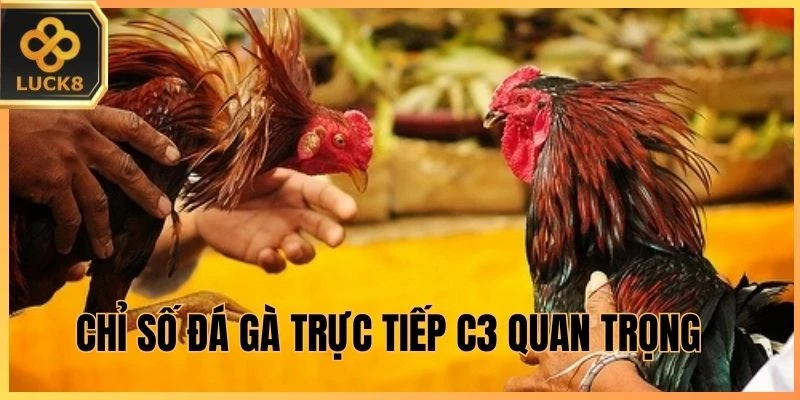 Chỉ số Đá Gà trực tiếp C3 quan trọng